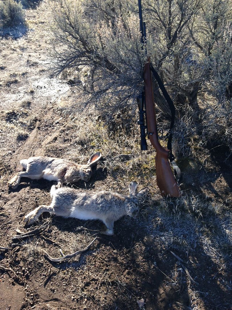 Jackrabbits 2017 Oregon Rimfire Central Firearm Forum